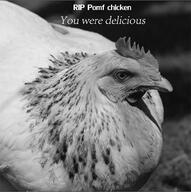 chicken monochrome pomf_chicken splashscreen text vgstation // 480x482 // 143.7KB